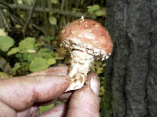 White-crowned scale (Stropharia white-crowned): photo and description