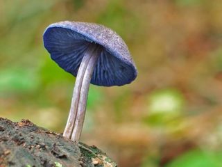 Entoloma de colores brillantes (Rozovoplastinnik de colores brillantes): foto y descripción