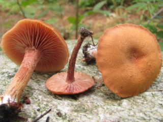 Varnis biasa (Lakuer merah jambu): penerangan dan foto