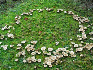 Rijpaddestoelen: foto's en beschrijvingen van eetbare paddenstoelen, waar en wanneer je ze kunt verzamelen