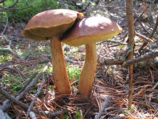 Gouden boletus: beschrijving en foto