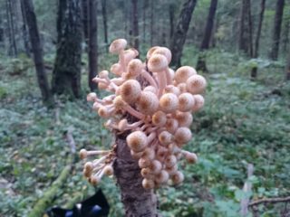 Honey mushrooms in the Moscow region and Moscow region in 2024: in September, October, photos, mushroom places