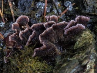 Stereum fialová: fotografia a popis