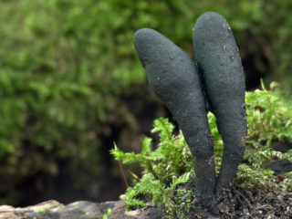 Xylaria de patas largas: descripción y foto.