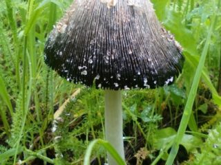 Common dung mushroom: what it looks like, where it grows