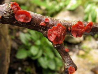Cytidia willow (stereum): fotografia a popis