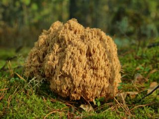Amarillo ramaria (amarillo Rogatik): descripción, cómo cocinar, foto