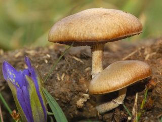 Trágyakopaszság (Stropharia dung): fotó és leírás