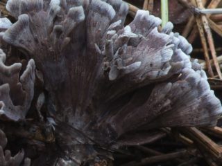 Telephora palmate (Telephora palmate): foto y descripción