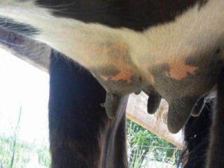Bradavice na vemeni krávy: léčba, foto
