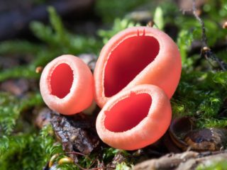 Sarcoscipha Austrian (Elf's Cup): fotografia a popis