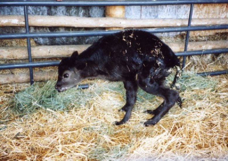 Raquitismo en animales jóvenes: causas, síntomas, tratamiento ...