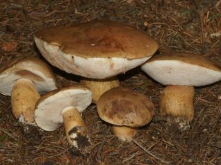 False boletus: photo and description, difference