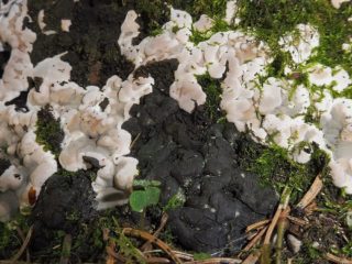 Krechmaria vulgaris: как изглежда, къде расте, снимка