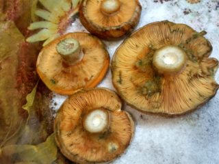 Dry pickling of saffron milk caps: how to salt, recipes