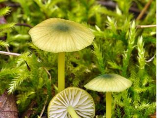 Leptonia gray (Entoloma gray): photo and description