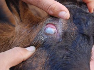 Thelaziosis la bovine: simptome și tratament