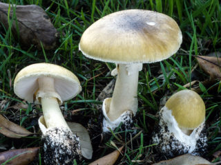 Pale grebe (green fly agaric): photo and description, symptoms of poisoning and first aid