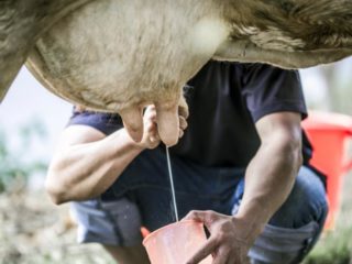 Producción de leche en una vaca.