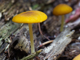 Pluteus aureus: fotografia a popis