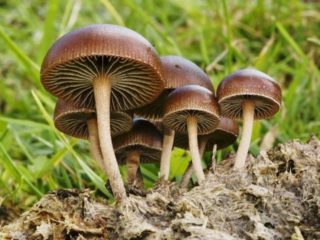Stropharia shit (Kakashkin's bald head, fly agaric shit): photo and description