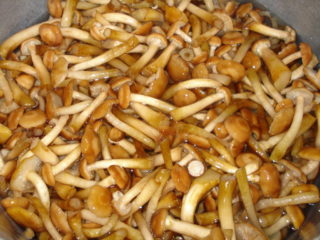 Cendawan rami: resipi