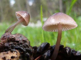 Mycena milka: descripción y foto.