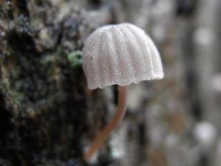 Mycena meliaceae: descripción y foto.