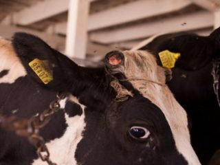 Qué hacer si una vaca se rompe el cuerno