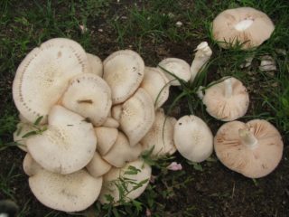 Baris bermata satu (lepista bermata satu): foto dan penerangan, boleh dimakan