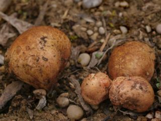 Rhizopogon rosado: cómo cocinar, descripción y foto.