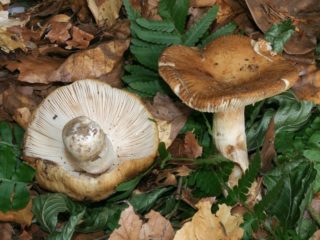 Russula almond: photo and description
