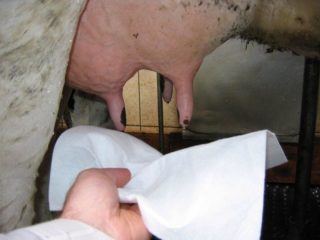 Cómo curar la ubre de una vaca de las grietas.