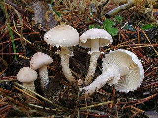 Cystoderma flaky (Umbrella flaky): foto dan penerangan