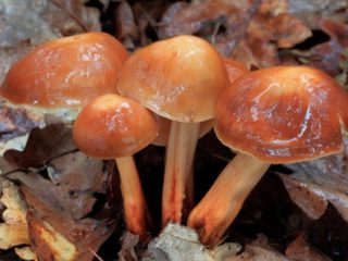 Collibia spindlefoot (Money spindlefoot): fotografia a popis