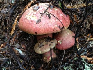 Wolf's boletus: di mana ia tumbuh, bagaimana rupanya, foto