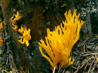 الدبور الذهبي (Ramaria aureta): الوصف والصورة، الصالحة للأكل