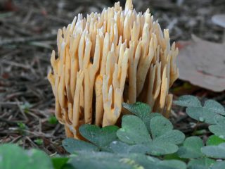 Ramaria rigid (Rogatik straight): popis a foto