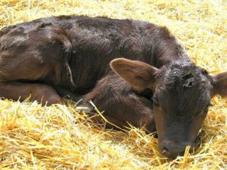 Dispepsia la animalele tinere: semne și tratament
