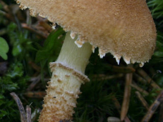 Cystoderma amianthaceae (amianthus umbel): fotografia a popis