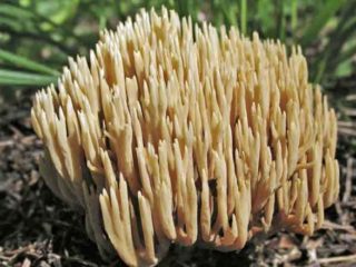 Ramaria vulgare: popis a fotografia