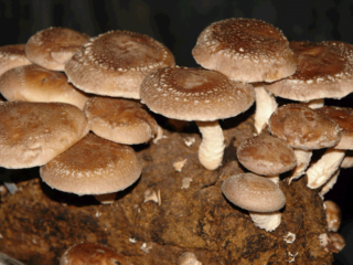 Shiitake termesztés otthon és a kertben