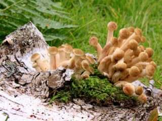 Honingpaddestoelen in de Tula-regio en in Tula in 2024: wanneer gaan ze heen en waar kunnen ze worden gerekruteerd