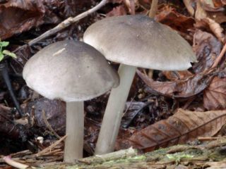 Vŕba Pluteus (vŕba): fotografia a popis