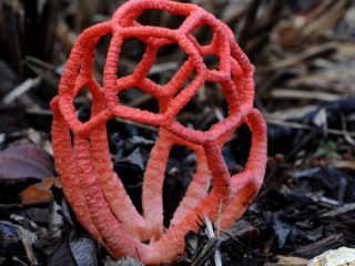 Red trellis mushroom: description and photo