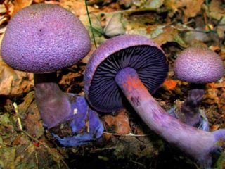 Mushroom purple cobweb (violet moth): photo and description