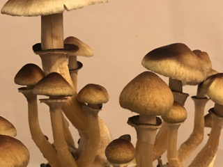 Psilocybe cubensis (Psilocybe cuban, San Isidro): fotografie și descriere