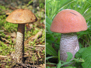 Boletus and boletus: differences, photos