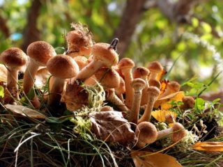 Honey mushrooms of the Leningrad region and St. Petersburg (St. Petersburg): photo and name, mushroom places