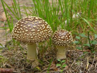 Amanita hustá (podsaditá): fotografia a popis